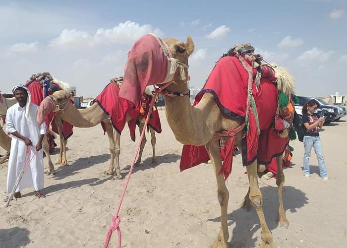 Doha - Desert safari, Dune bashing, sandboarding, camel, ATV Option 4