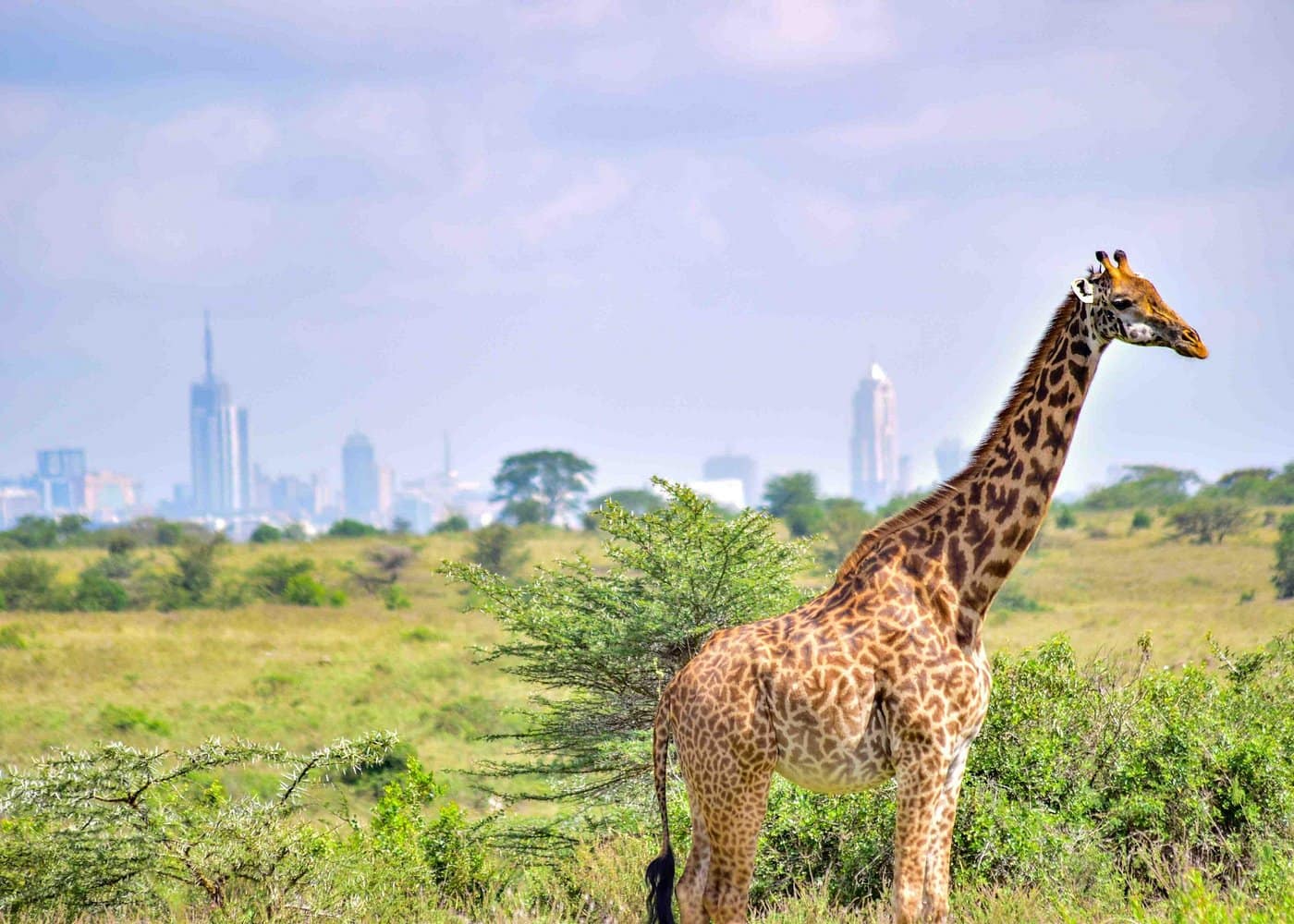 Nairobi National Park Tour Half Day 2