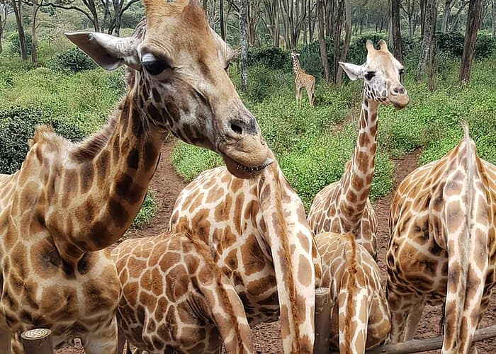 Nairobi city sights, Giraffe Encounters & Traditional dances Tour 2
