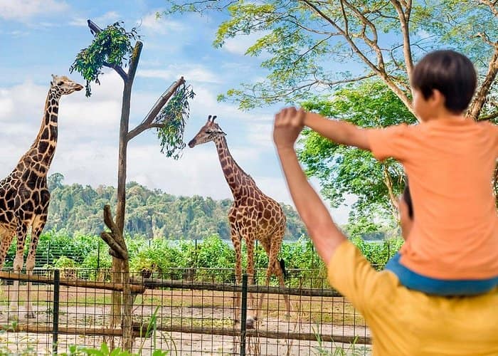 Singapore Zoo 2