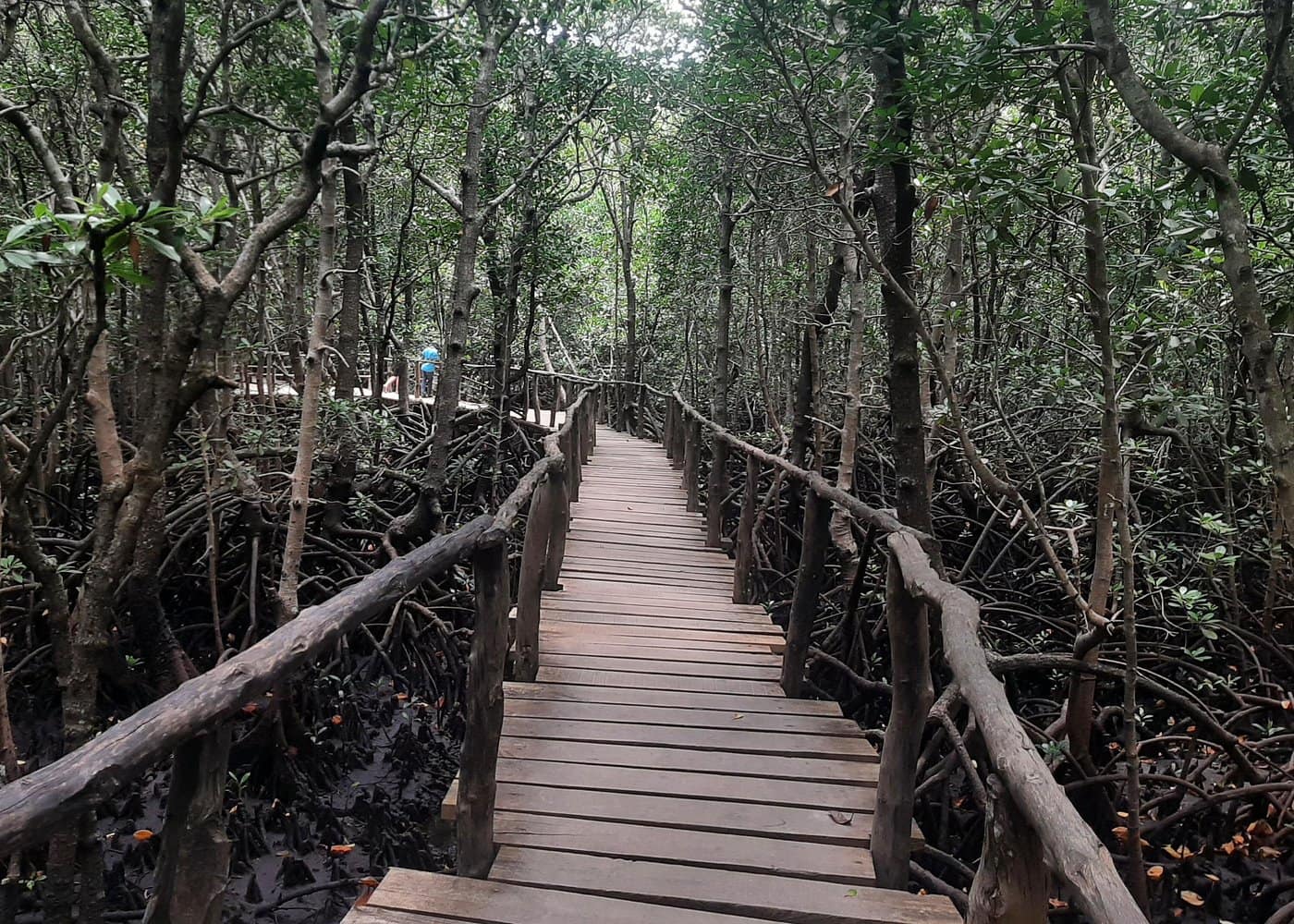 Zanzibar - Jozani Forest, Kuza Cave, Paje Beach and The Rock Restaurant 3