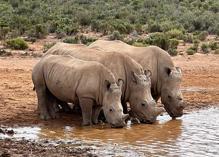 Big Five Safari Experience Near Cape Town ,South Africa 3