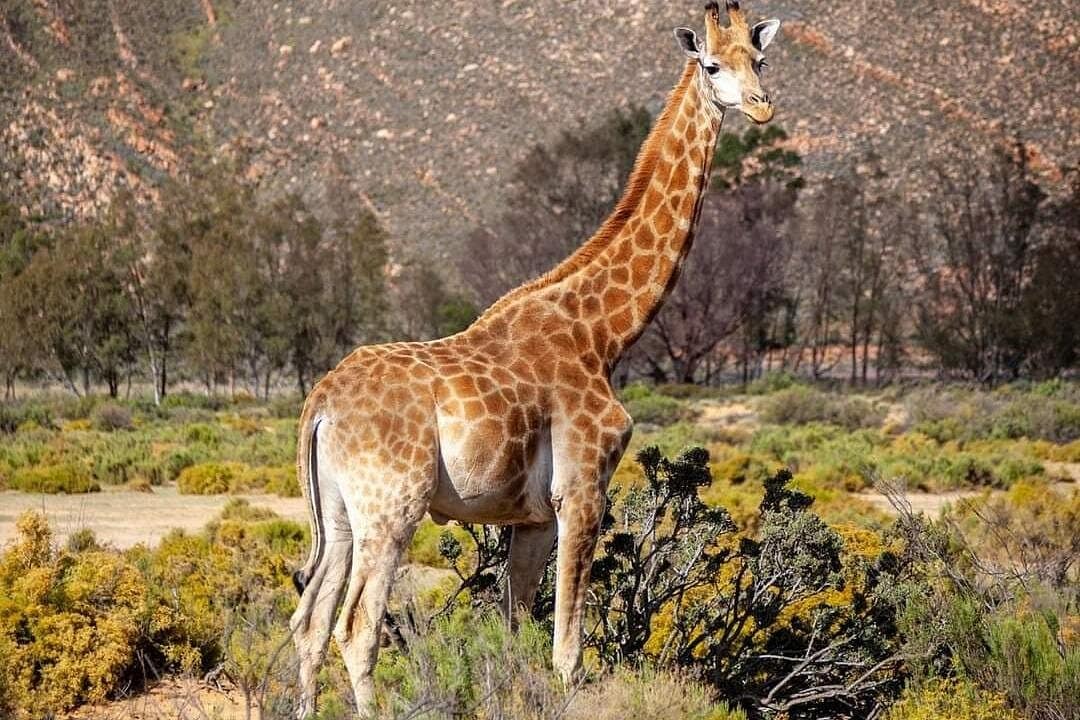 Big Five Safari Experience Near Cape Town ,South Africa 2