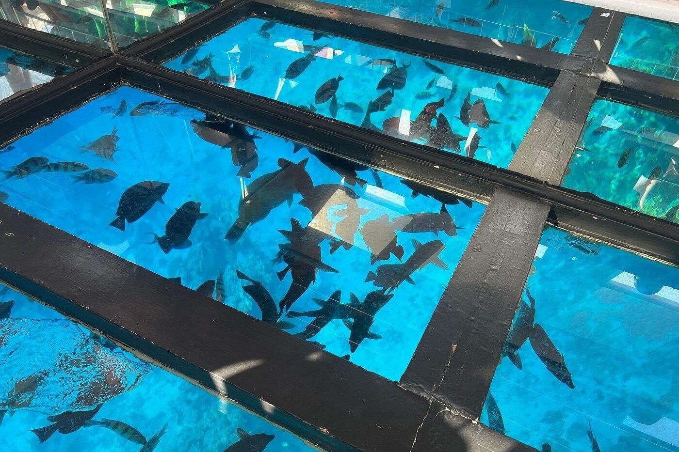 Sharm el Sheikh - Glass Bottom Boat Excursion in Sharm El Sheikh 3