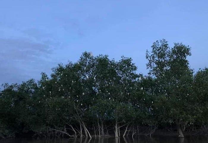 Kuala Lumpur - Glowing Kuala Selangor Firefly Tour 4