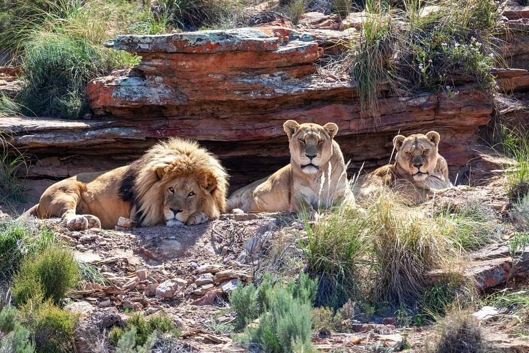 Big Five Safari Experience Near Cape Town ,South Africa
