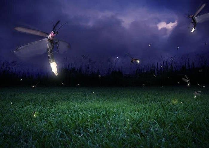 Kuala Lumpur - Glowing Kuala Selangor Firefly Tour